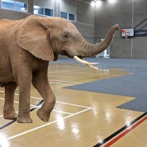 Elephant in a sports hall - protective floor tiles
